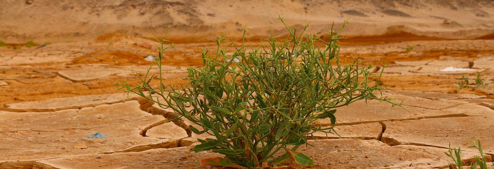 XXXIV Foro Hugo Zárate