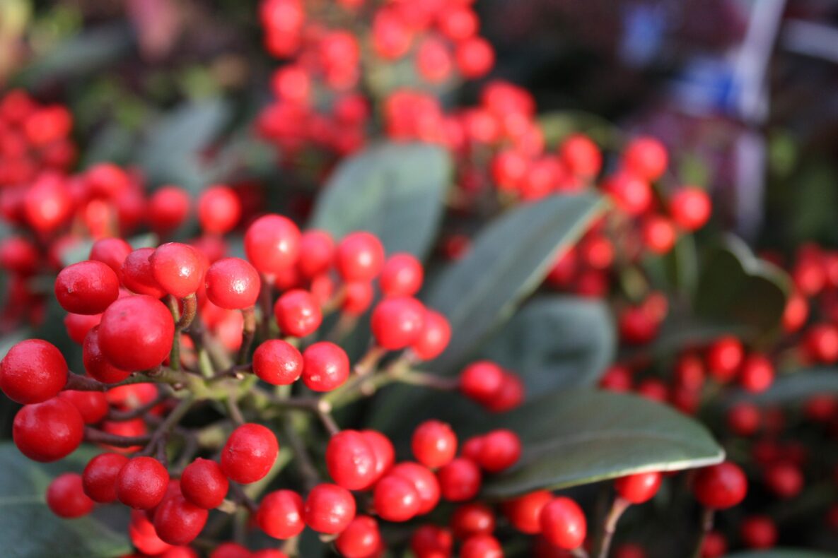 christmas-6872689_1920