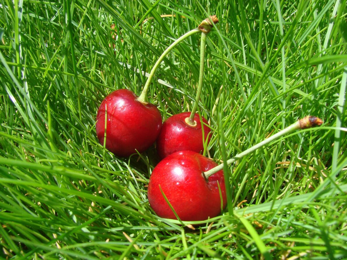 cherries-996590_1920