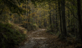 Los efectos de la despoblación. Cuando los árboles dejan ver el bosque
